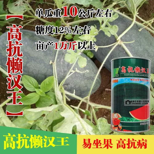 Гигантские семена арбуза чрезвычайно ленивые арбузы с высоким содержанием сахара с высоким содержанием сахара супер сладкий высокий высокий