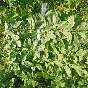 【现货】新鲜枸杞叶四季枸杞嫩叶蔬菜纯叶子食用可食用叶子煲汤菜