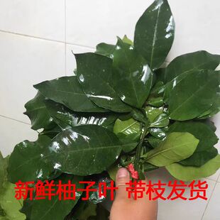 新鲜柚子叶去晦气叶子柚叶出狱沐浴柚子枝条树枝洗澡青团粑粑绿叶