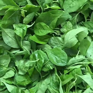 新鲜枸杞叶四季枸杞嫩叶蔬菜纯叶子农家肥种植清热食用可食用叶子