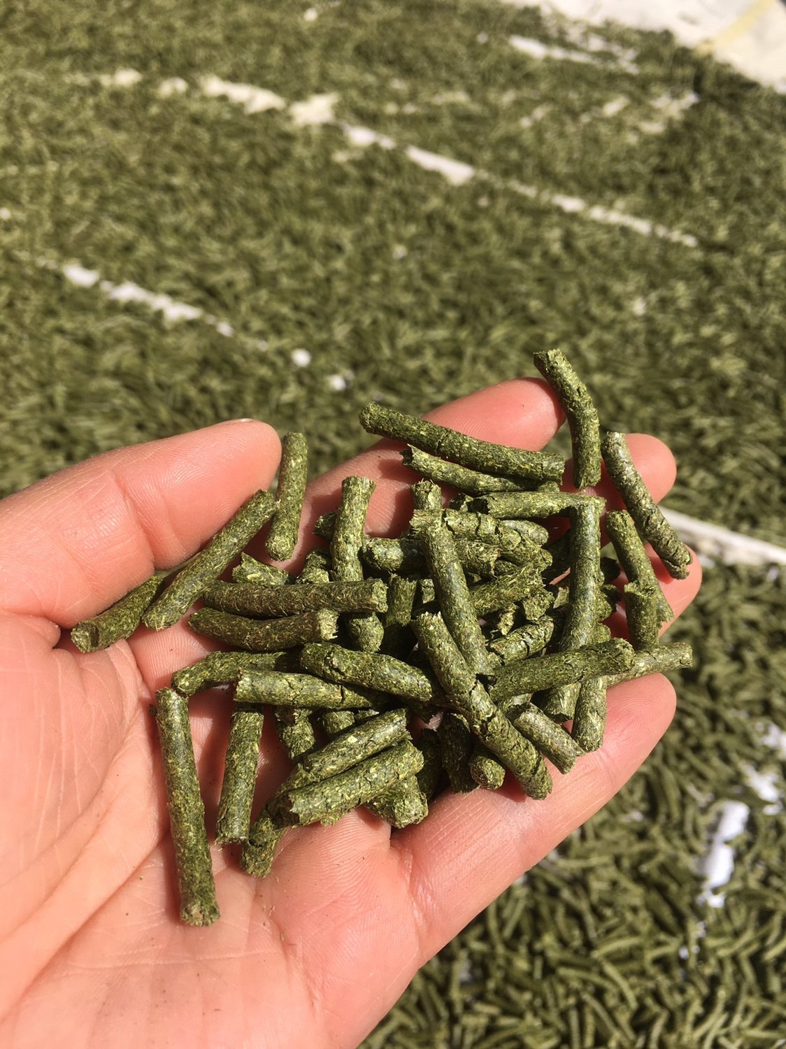 提莫西草草粉颗粒兔子龙猫荷兰猪兔兔干草