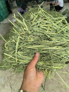 包邮 5斤 2023年新晒干提摩西草草段头茬兔子龙猫荷兰猪牧草干提草