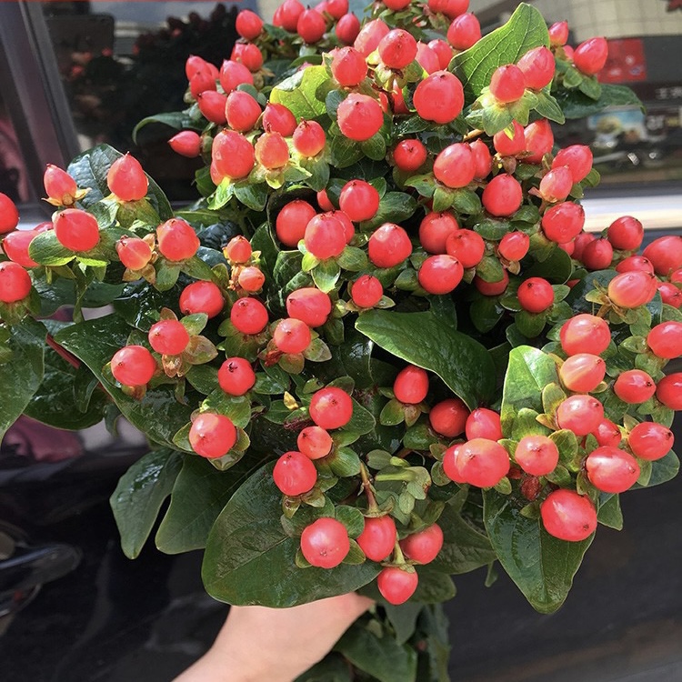 相思豆鲜花配草红豆配花插花家用水养基地直发火龙珠包邮