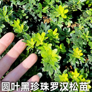 圆叶黑珍珠罗汉松苗 绿植盆栽树苗叶片黑亮造型用的素材