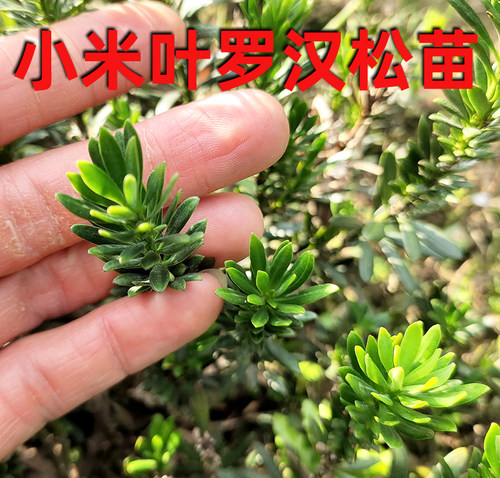 叶子非常小的罗汉松阳台