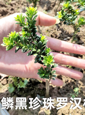 龙鳞黑珍珠罗汉松 圆叶珍珠罗汉松 绿植树苗小叶子盆景盆栽