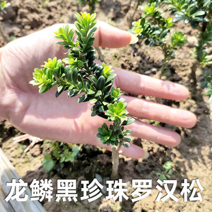 龙鳞黑珍珠罗汉松 圆叶珍珠罗汉松 绿植树苗小叶子盆景盆栽