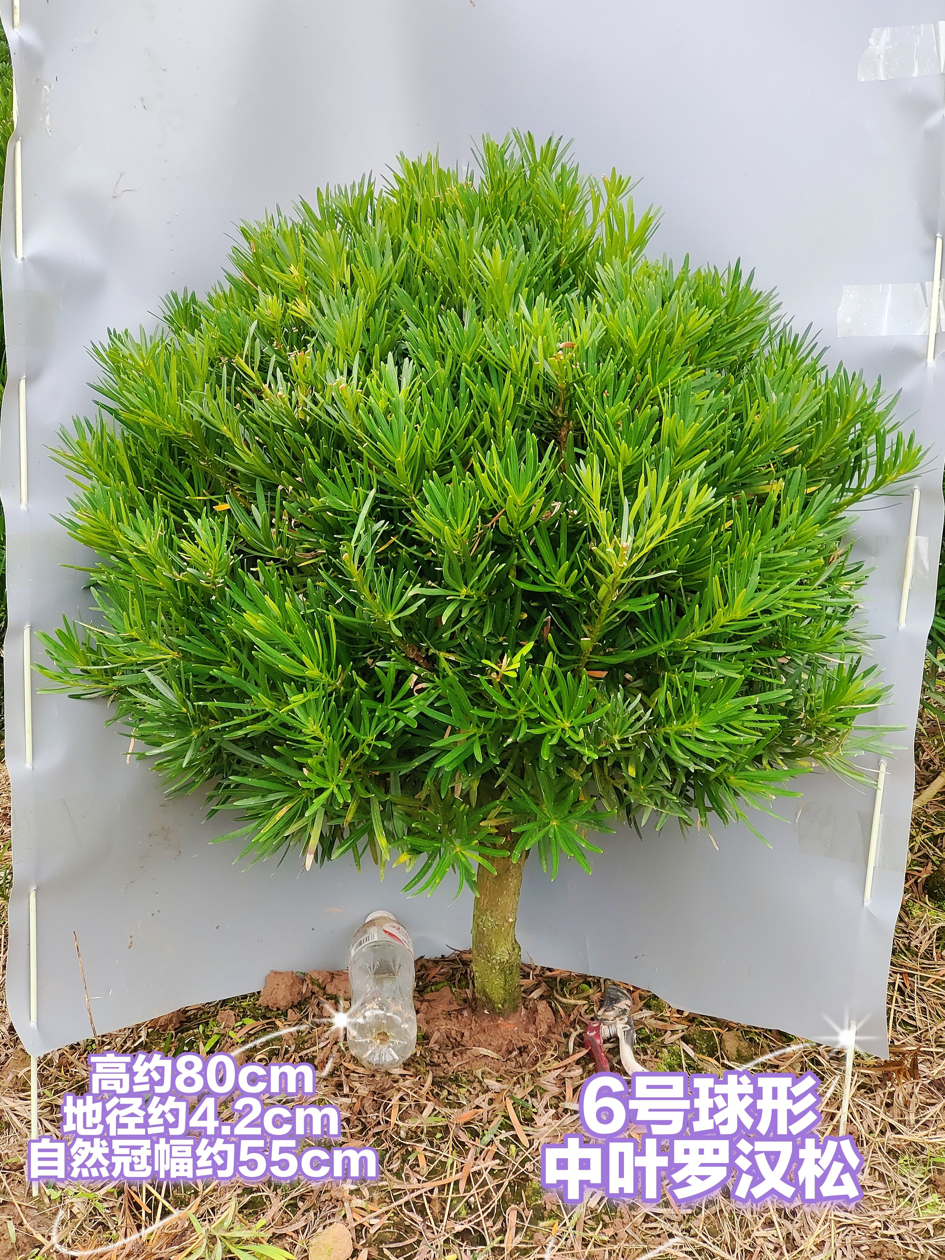 罗汉松矮桩球形地景树庭院树大棵绿植门口树,鲜花速递/花卉仿真/绿植园艺,绿植,淘宝优惠券,粉丝福利购,淘宝优惠卷