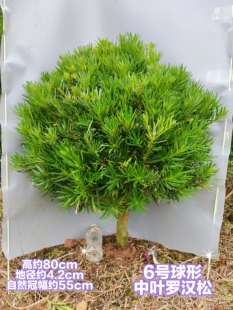 罗汉松矮桩球形地景树庭院树大棵绿植门口树