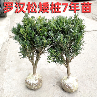 罗汉松树桩 大门口庭院绿植 造型球形 树苗大树 盆栽地栽 绿化