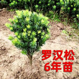 菊花芽罗汉松绿植矮桩 盆景造型树苗庭院阳台绿化苗木大门口