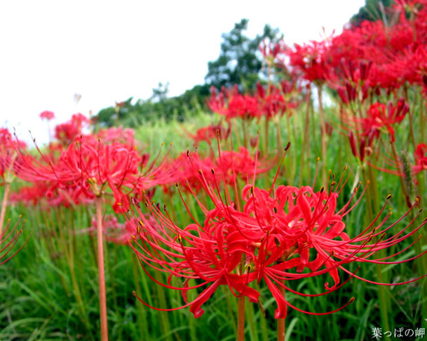 彼岸花 乌蒜 曼珠沙华 曼陀罗华 石蒜 金灯花、赤箭或者无义草