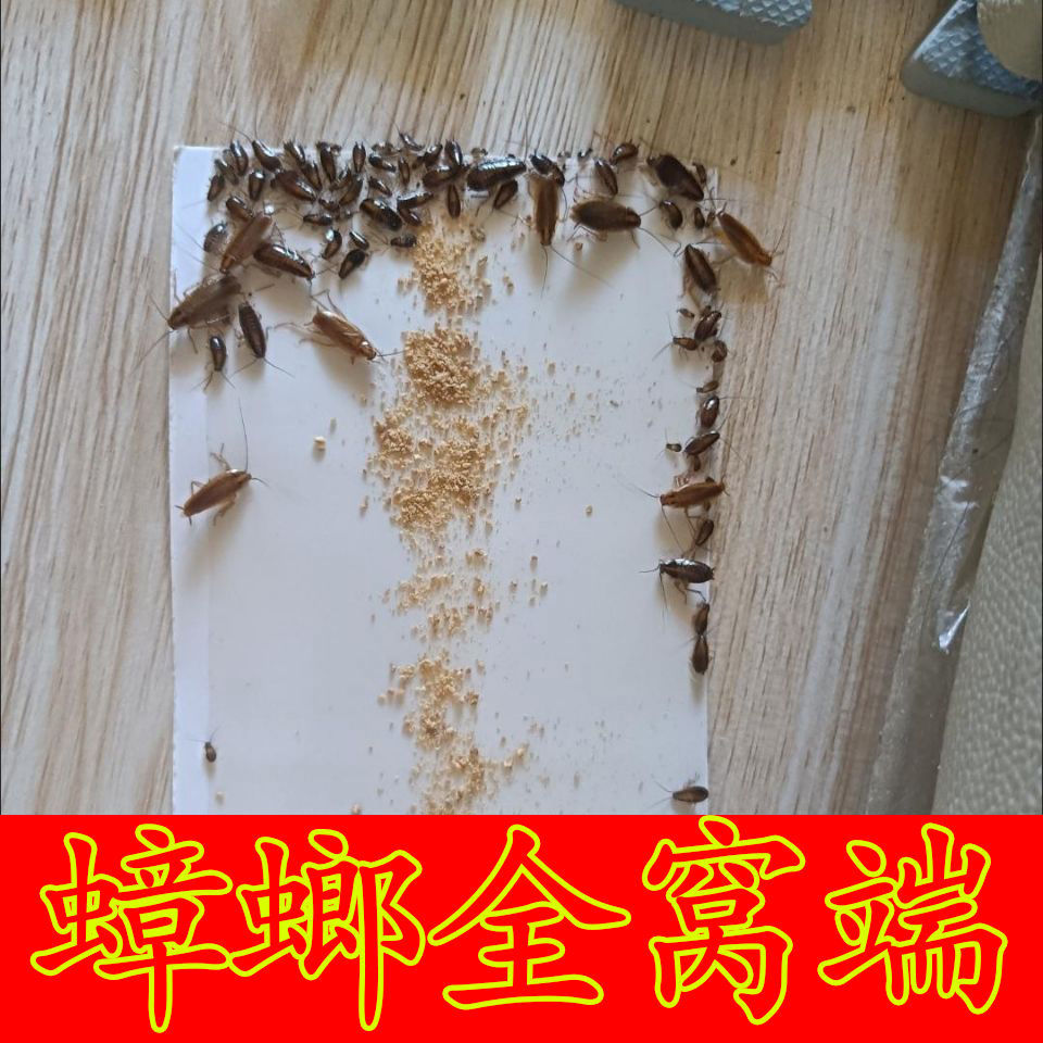 蟑螂药家用非无毒膏诱饵剂宿舍一窝全窝端蟑螂药德国小蠊专杀克星 洗护清洁剂/卫生巾/纸/香薰 蟑螂药（卫生农药） 原图主图