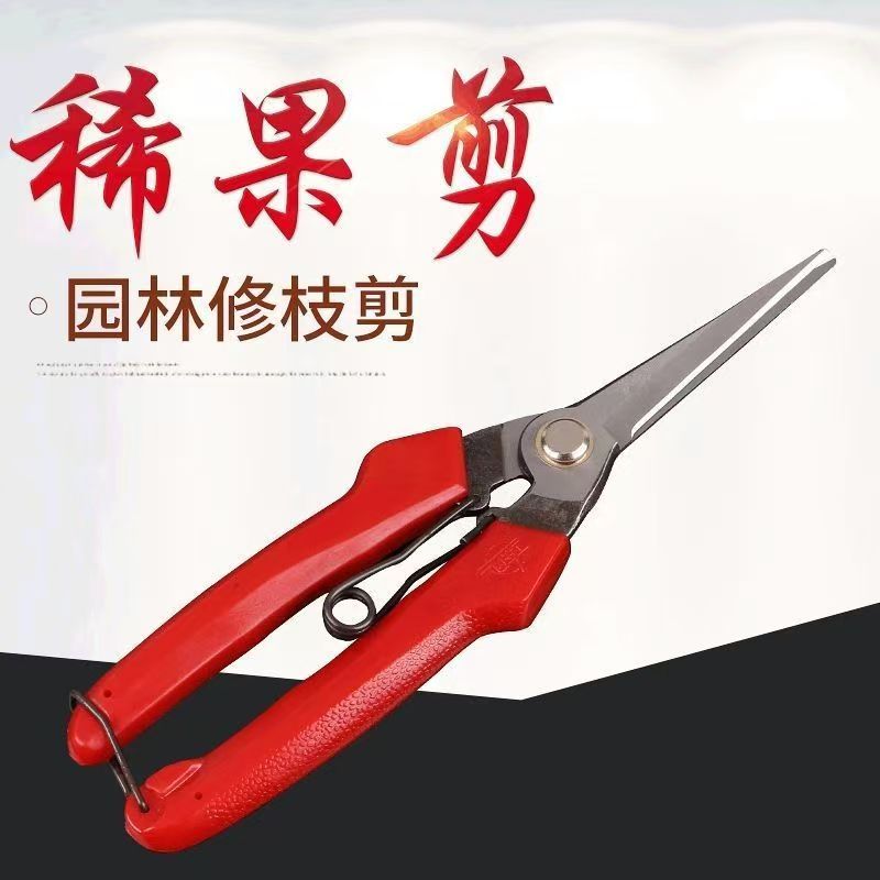 辽宁熊岳东风稀果剪葡萄采果剪柑橘剪桔子蔬果剪摘果剪果园果树剪