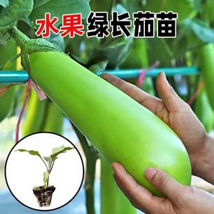 绿长茄秧苗高产四季蔬菜青茄子种苗耐寒春季菜种苗蔬菜新鲜易成活