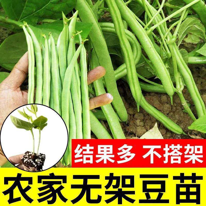 四季豆秧苗无筋豆苗扁豆无架长豆角苗缸豆苗地豆苗白芸豆苗蔬菜苗