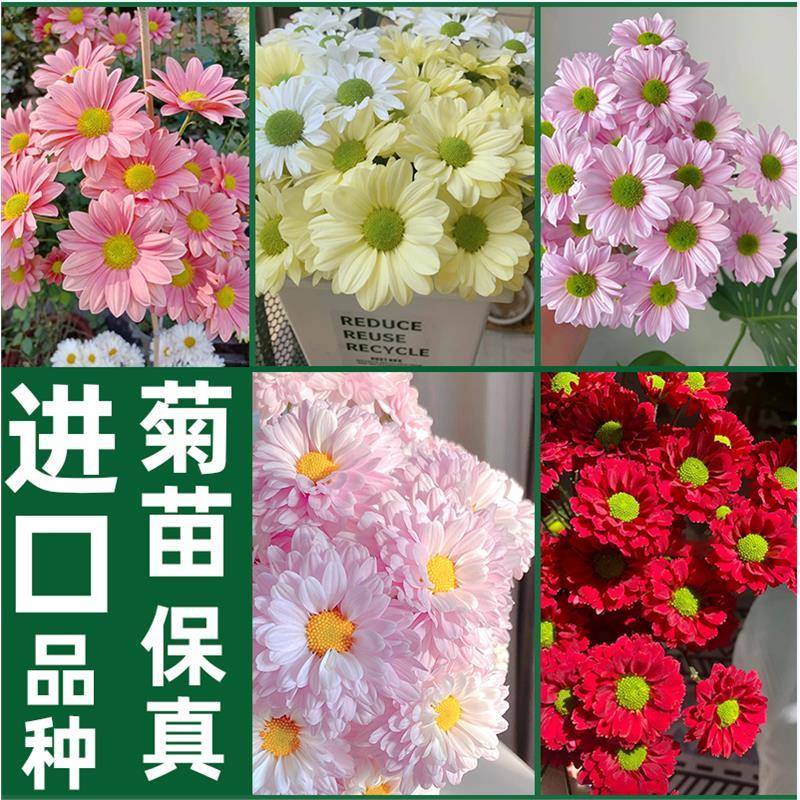 新品切花菊苗 雏菊苗室内盆栽花卉宿根植物绿天赞三文鱼泰迪红梅