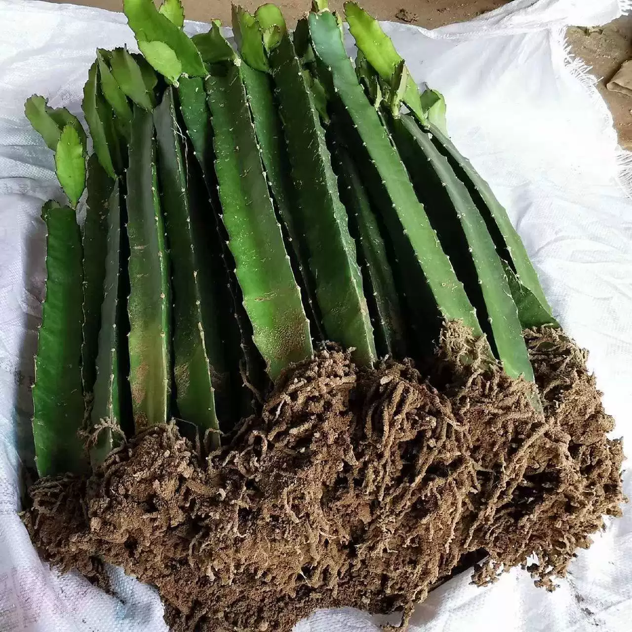 火龙果树苗盆栽四季结果南北方种植阳台燕窝红心火龙果苗当年结果,鲜花速递/花卉仿真/绿植园艺,多肉植物,淘宝优惠券,粉丝福利购,淘宝优惠卷