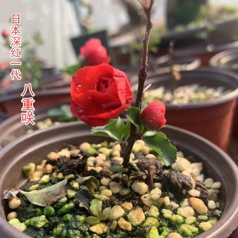 日本进口原生深红八重咲长寿梅重瓣微小型盆景小品阳台办公桌,鲜花速递/花卉仿真/绿植园艺,造型盆景,淘宝优惠券,粉丝福利购,淘宝优惠卷