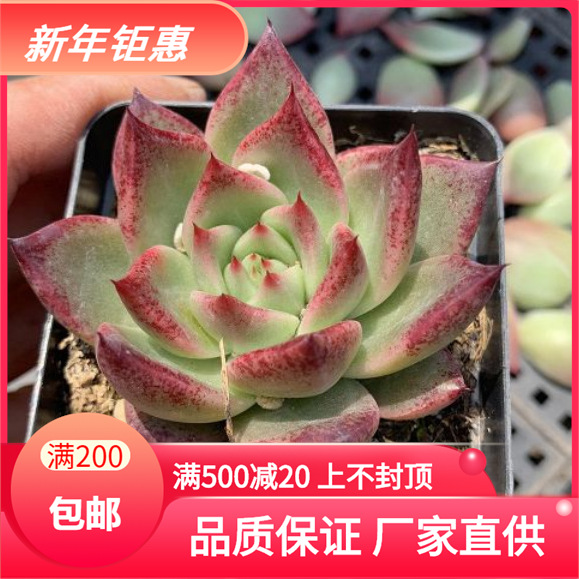 多肉种子店价格 多肉种子店图片 星期三 多肉种子店价格 多肉种子店图片 星期三