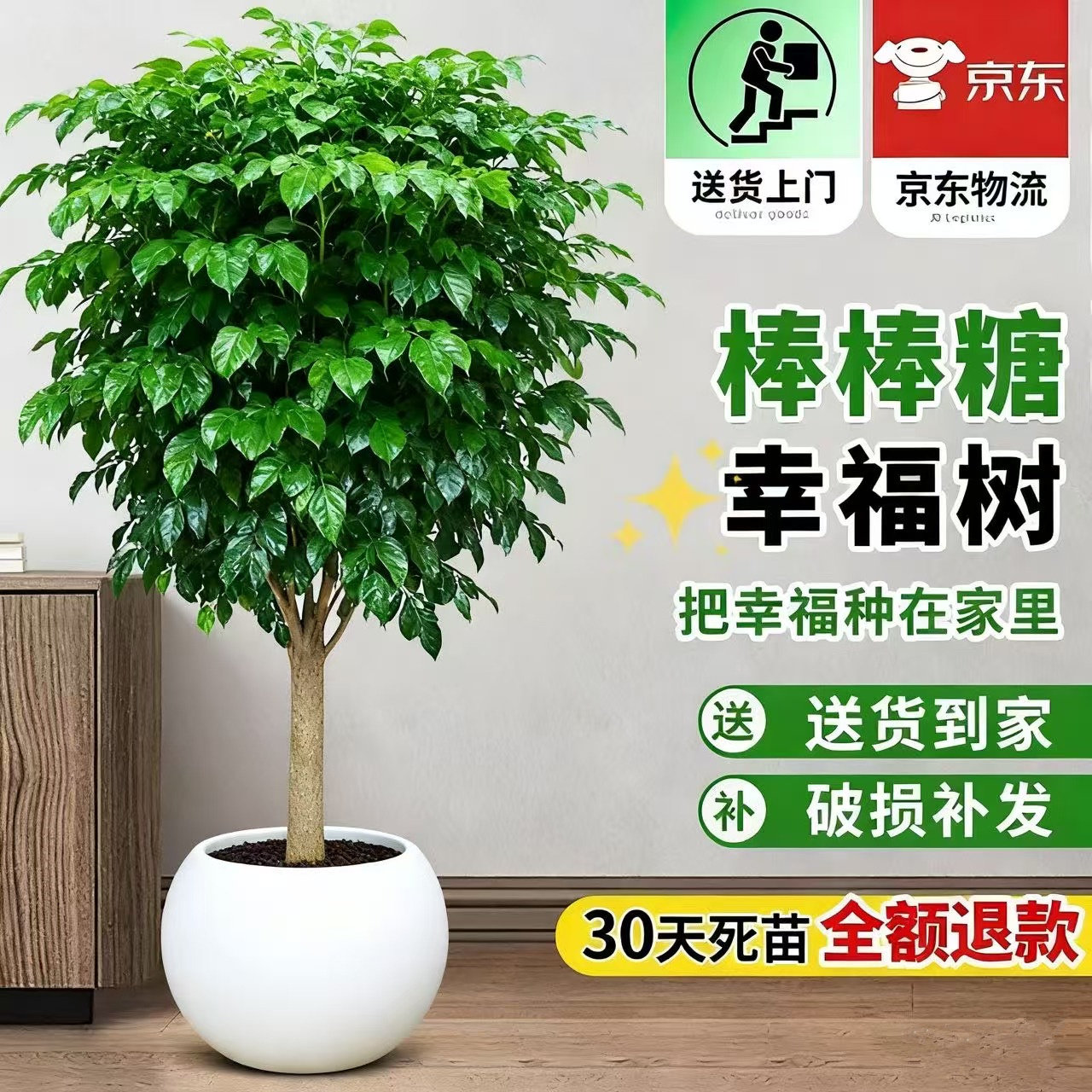 棒棒糖幸福树客厅大盆栽老桩绿植办公室落地四季常青净化空气植物