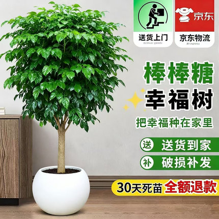棒棒糖幸福树客厅大盆栽老桩绿植办公室落地四季常青净化空气植物
