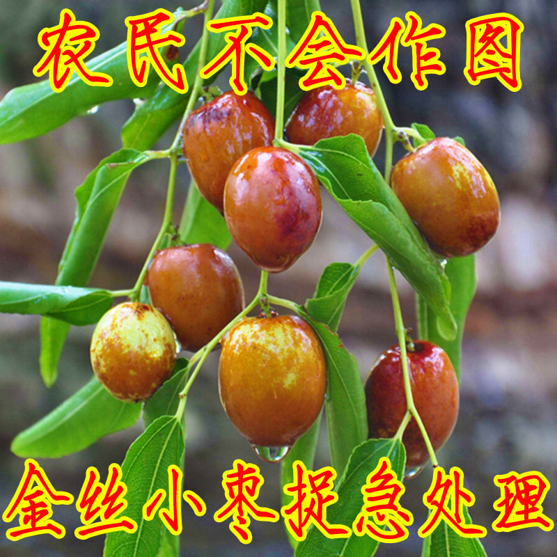 正宗沧州金丝小枣河北特产特级鲜枣红枣现摘脆甜孕妇新鲜水果箱装