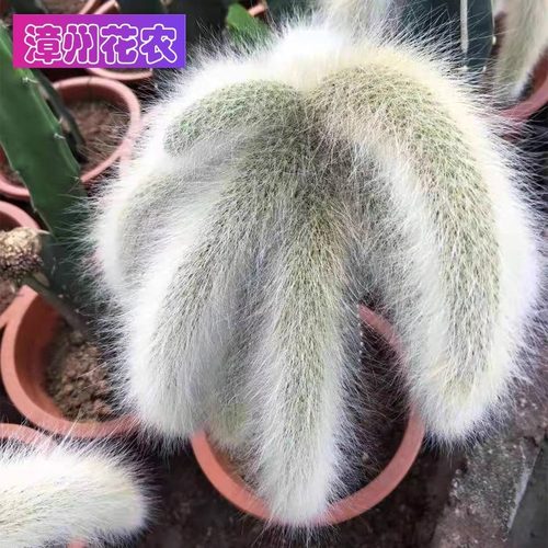 开花仙人球九尾狐办公室防辐射