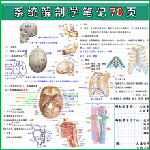 系统解剖学手写笔记 霍琨老师 共78页纸质版胶装打印
