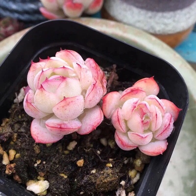 橘子冰精品肉肉 正版稀有贵货月影系 盆栽绿植多肉植物好养防辐射