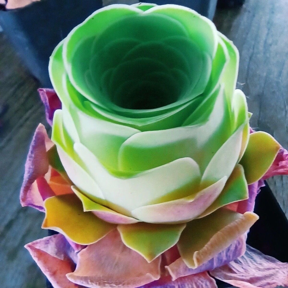 酒杯玫瑰多肉植物水蜜桃山地玫瑰酒杯状趣味室内盆栽桌面防辐射