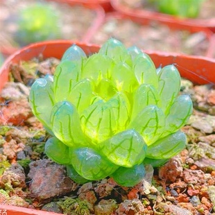 蝉翼玉露多肉植物罕见十二卷含盆发货叶子像蝉的翅膀玉露樱变女神