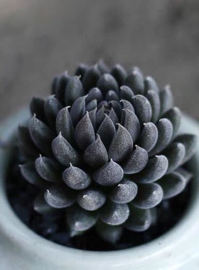 滇石莲多肉植物黑色系稀有盆栽防辐射小盆栽绿植肉肉植物组合