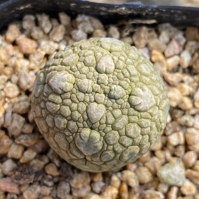凝蹄玉萝藦科实生籽播多肉植物
