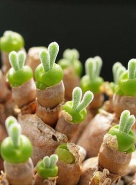 碧光环小兔子生石花屁股花绿色南非混合石生花组盆多肉植物石生花