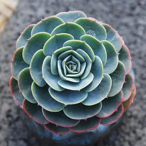 多肉植物玉蝶多肉玉蝶老桩多头群生玉蝶带根莲花座多肉植物单头苗