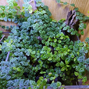 迷你小叶薜荔掌叶霹雳雨林缸爬藤植物水陆缸植物微景观吸水石爬藤