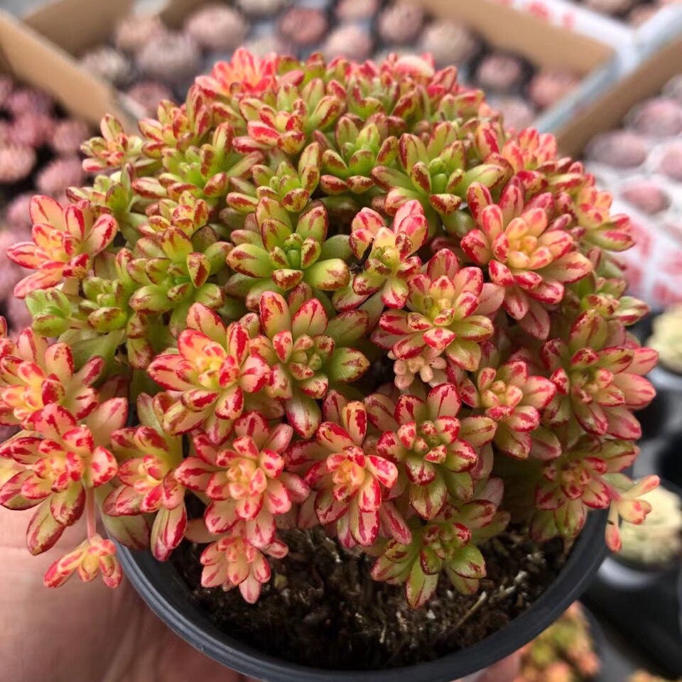 小人祭锦多肉植物锦贵货多头老桩