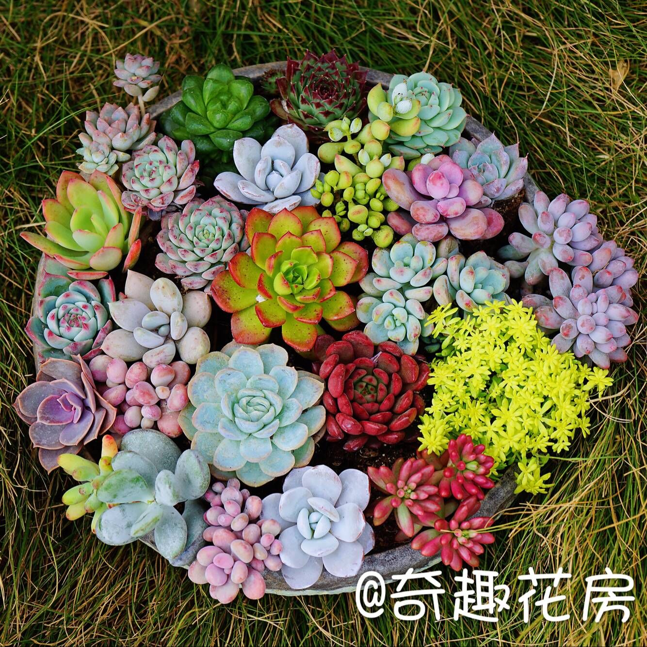 1元秒杀多肉植物组合小球玫瑰锦