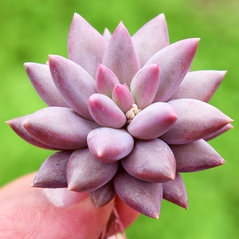 群生多头多肉植物贵货盆栽桌面