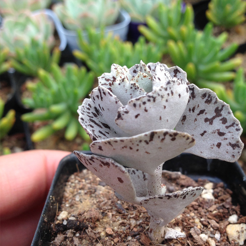 多肉植物 雀扇 斑点多肉 姬宫 办公室绿植花卉组合小盆栽迷你多肉