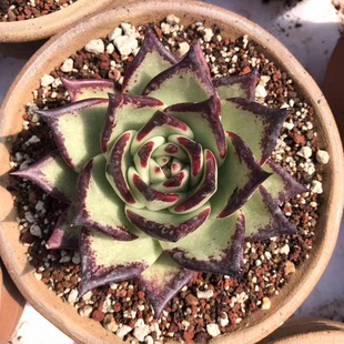 乌木罗密欧多肉植物原始乌木黑檀汁血罗 口红 弗兰克 罗宾 象牙