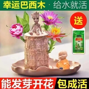 夏季驱蚊巴西木开花水养绿植盆栽格鲁特树人办公室桌摆水培幸运木