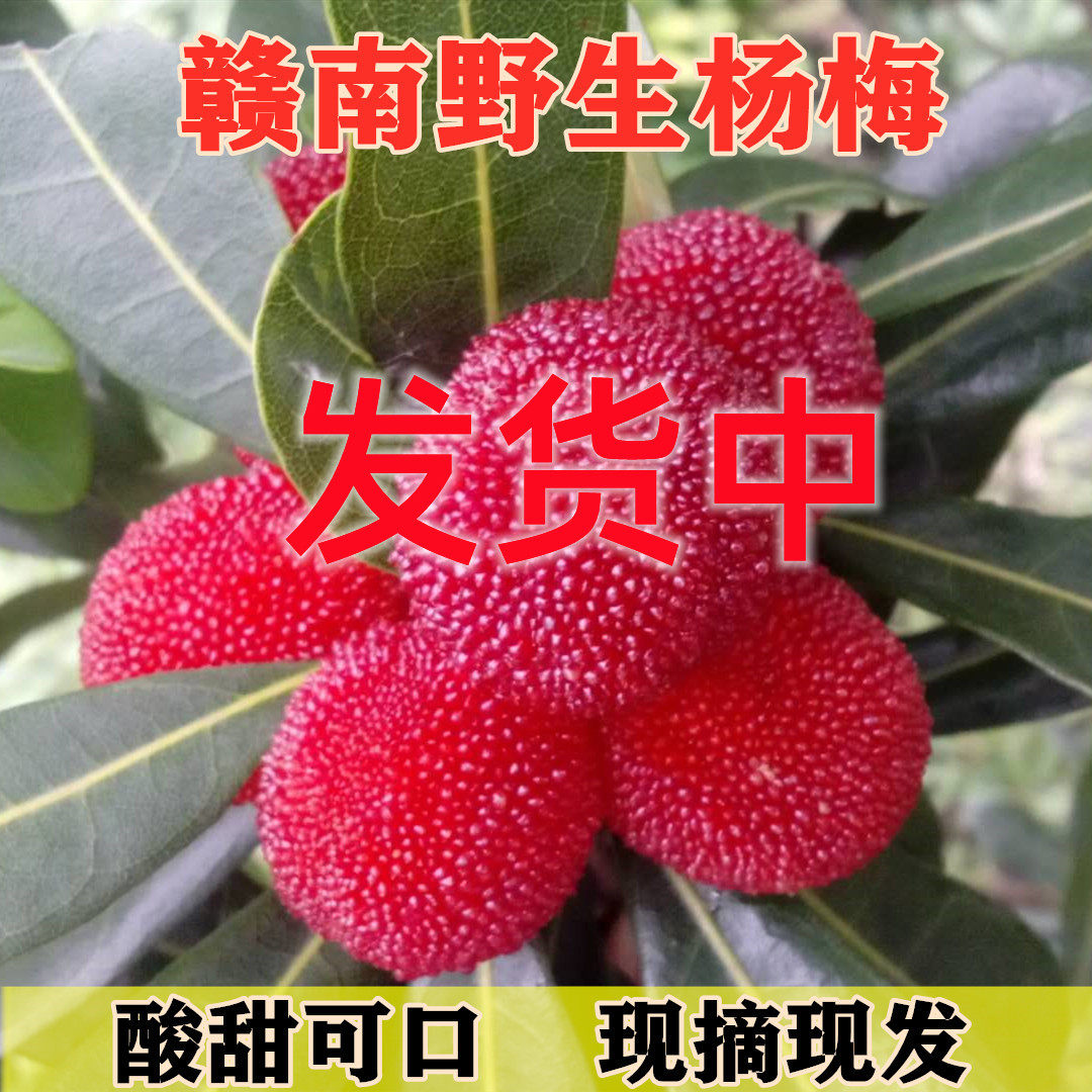 江西野生杨梅新鲜野生杨梅现摘现发泡酒杨梅全红熟果山杨梅土杨梅