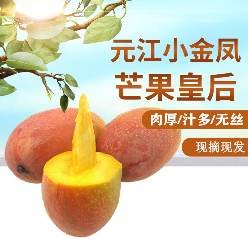 云南元江小金凤芒果树上熟包邮