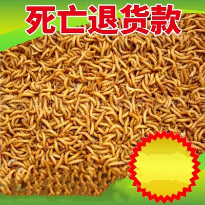 新款大麦食吃用活面包小型宠物画眉鸟种种爬鸣食物爬鸣虫食物