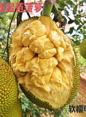湿包菠萝蜜软糯湿苞榴莲菠萝