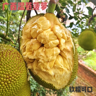 广西湿包菠萝蜜软糯湿苞手撕菠萝蜜榴莲菠萝蜜木菠萝非榴莲蜜当季