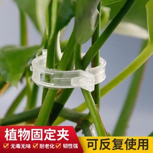 扶蔓固定夹绑蔓夹固定卡扣绿植夹藤蔓辣椒茄子植物固定器秧苗定