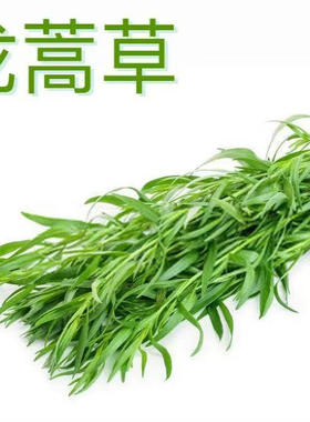 龙蒿草新鲜香艾菊100g法国Tarragon他拉根香草西餐香料法式料理